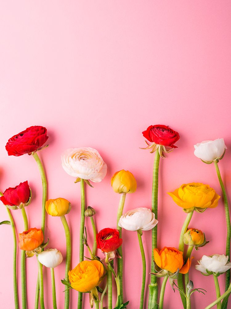 Vibrant Ranunculus art print by Incado for $57.95 CAD