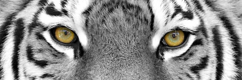 Tiger art print by PhotoINC Studio for $57.95 CAD