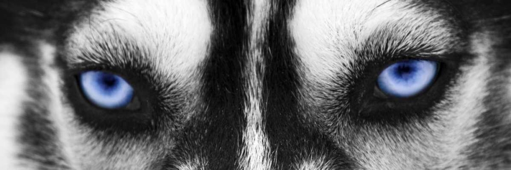Husky art print by PhotoINC Studio for $57.95 CAD