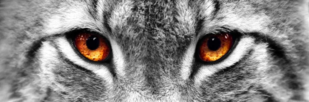 Lynx art print by PhotoINC Studio for $57.95 CAD