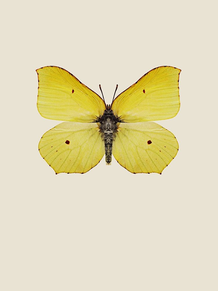 Gonepteryx rhamni art print by Incado for $57.95 CAD