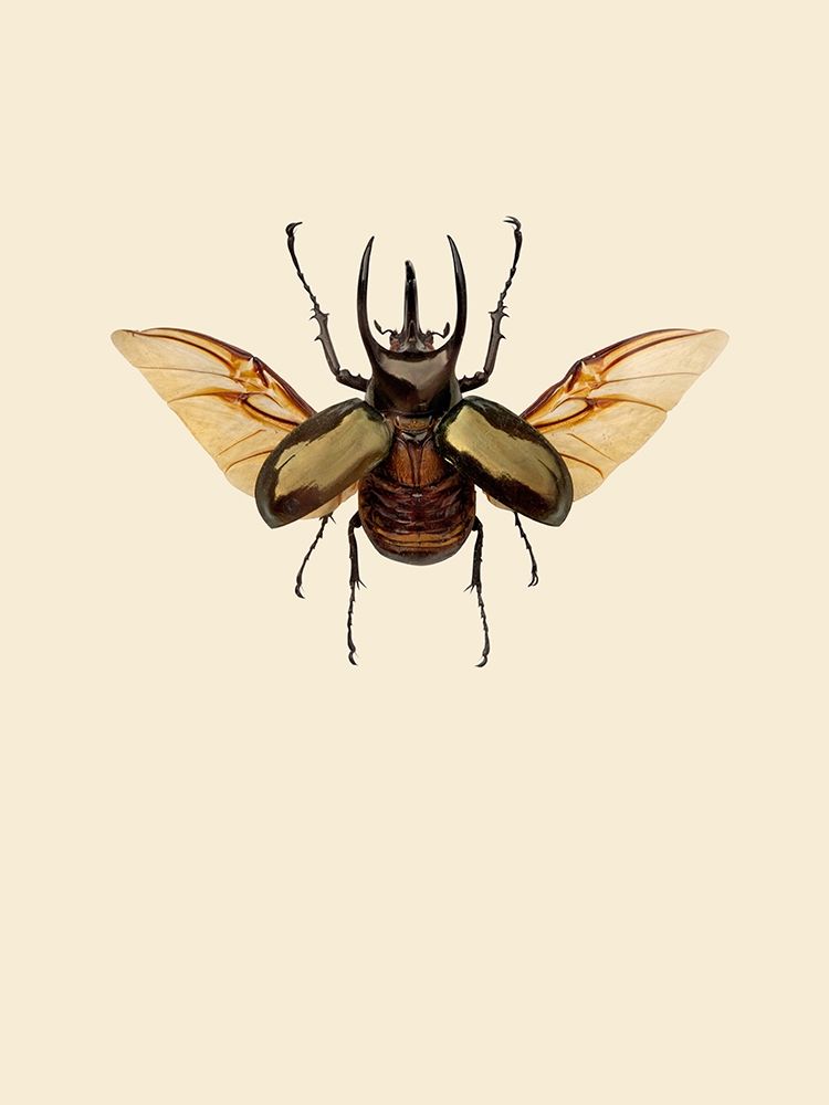 Chalcosoma atlas art print by Incado for $57.95 CAD