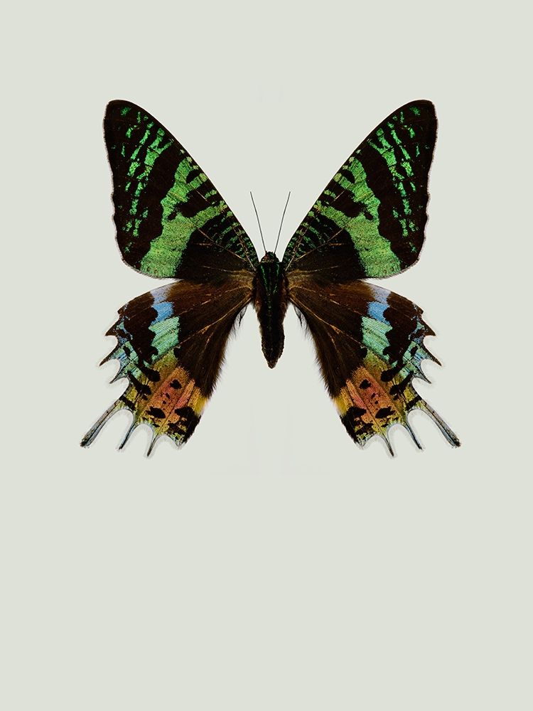 Chrysiridia rhipheus art print by Incado for $57.95 CAD