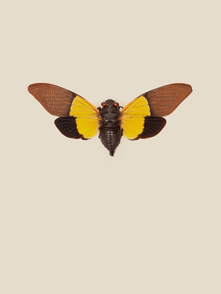 Cicada art print by Incado for $57.95 CAD
