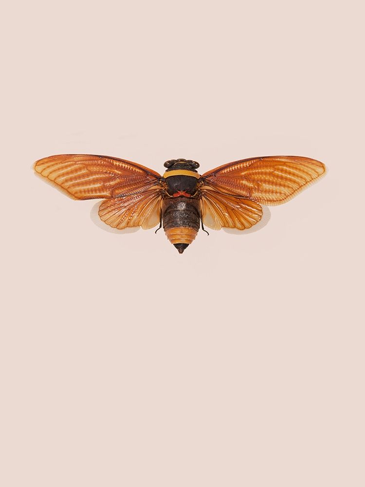 Dineutus art print by Incado for $57.95 CAD