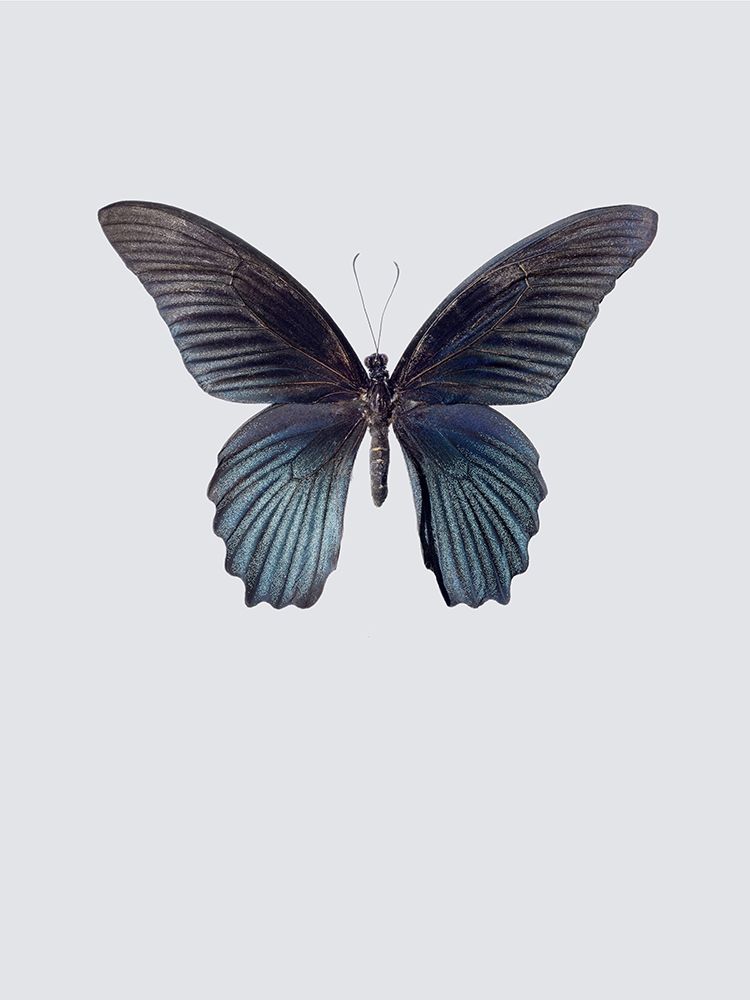 Great Mormon art print by Incado for $57.95 CAD
