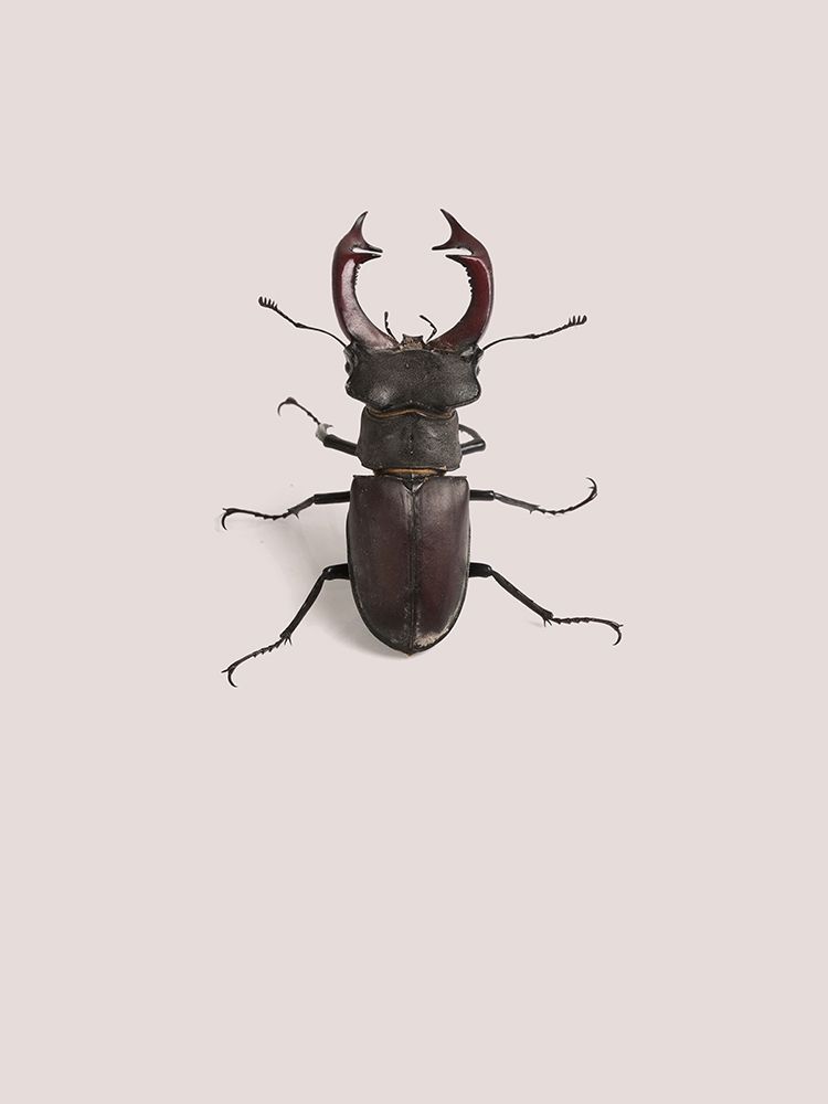 Lucanus cervus art print by Incado for $57.95 CAD
