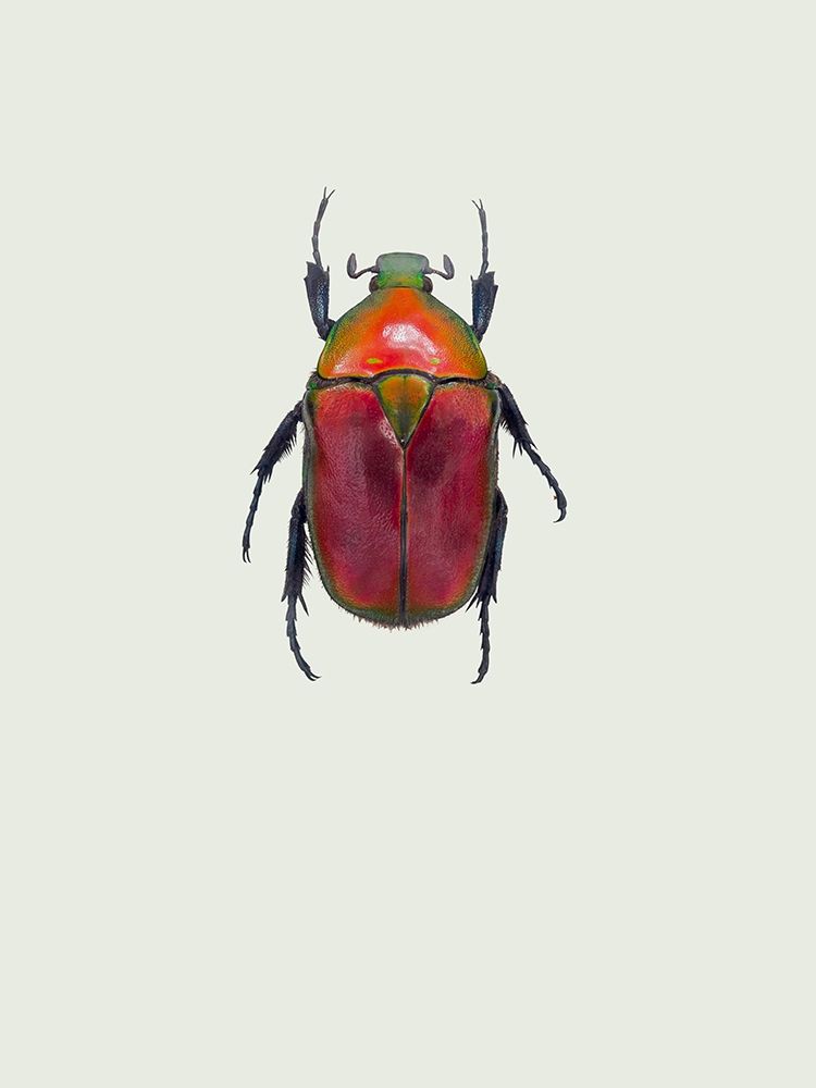 Torynorrhina Flammea art print by Incado for $57.95 CAD