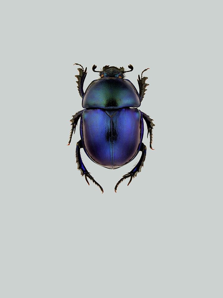 Trypocopris vernalis art print by Incado for $57.95 CAD