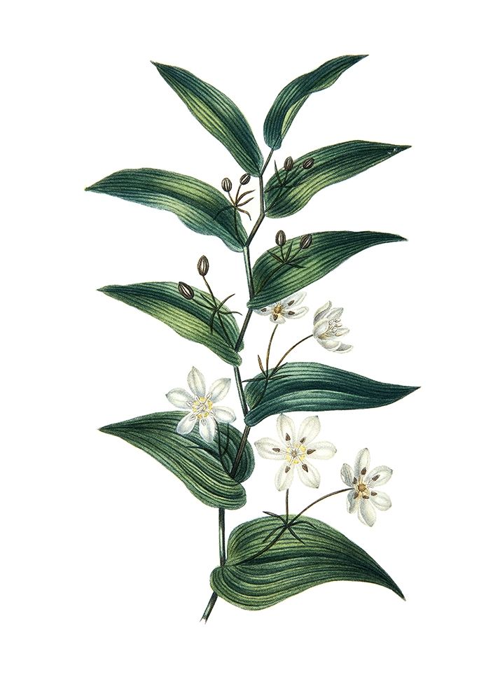 Botanica I art print by Incado for $57.95 CAD