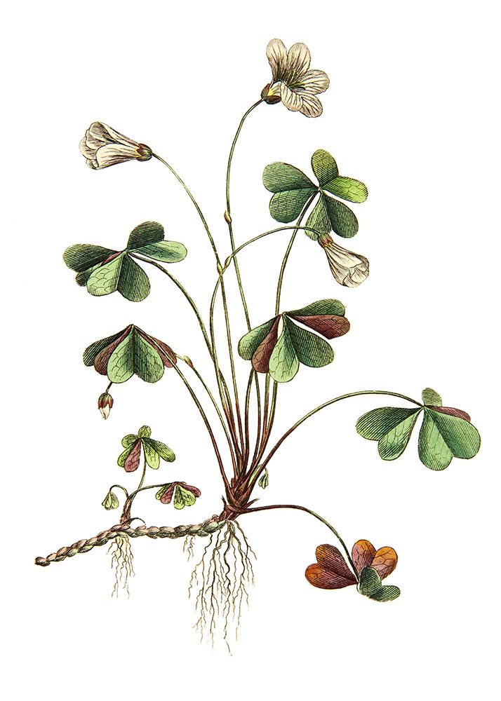 Botanica II art print by Incado for $57.95 CAD