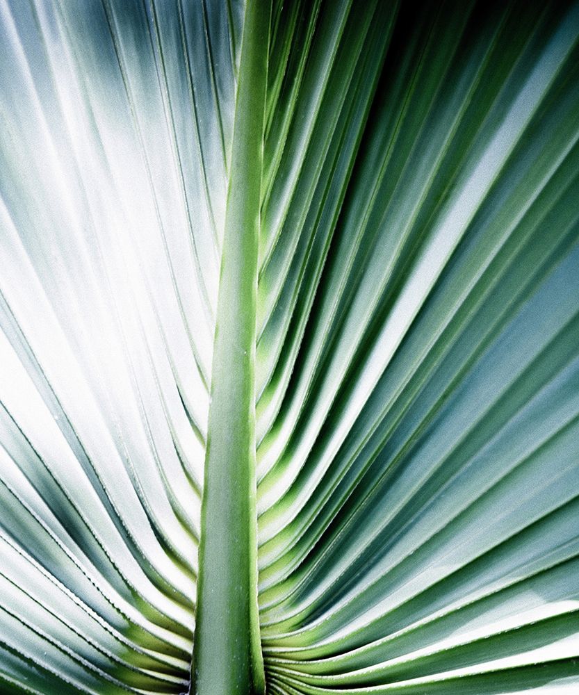 Close up III art print by Incado for $57.95 CAD