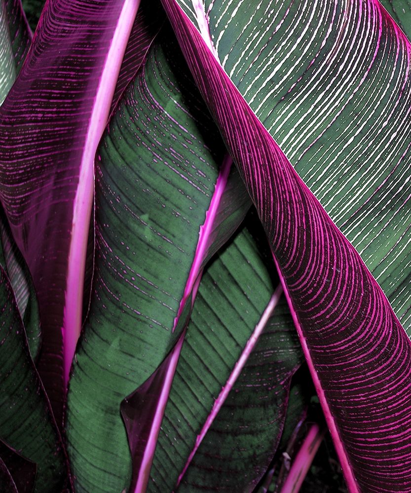 Close up VII art print by Incado for $57.95 CAD