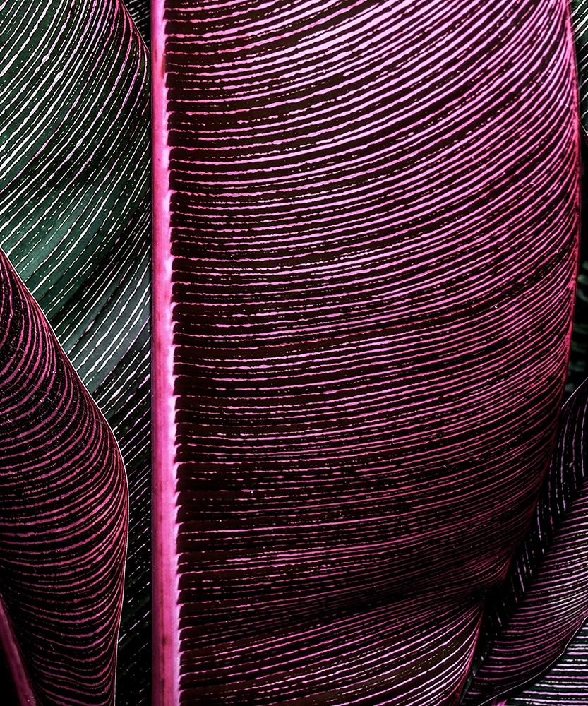 Close up VIII art print by Incado for $57.95 CAD