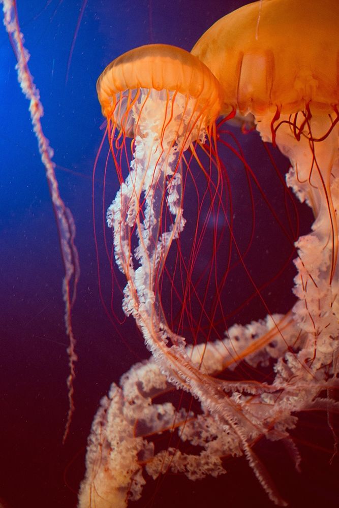 Jelly 3 art print by PhotoINC Studio for $57.95 CAD