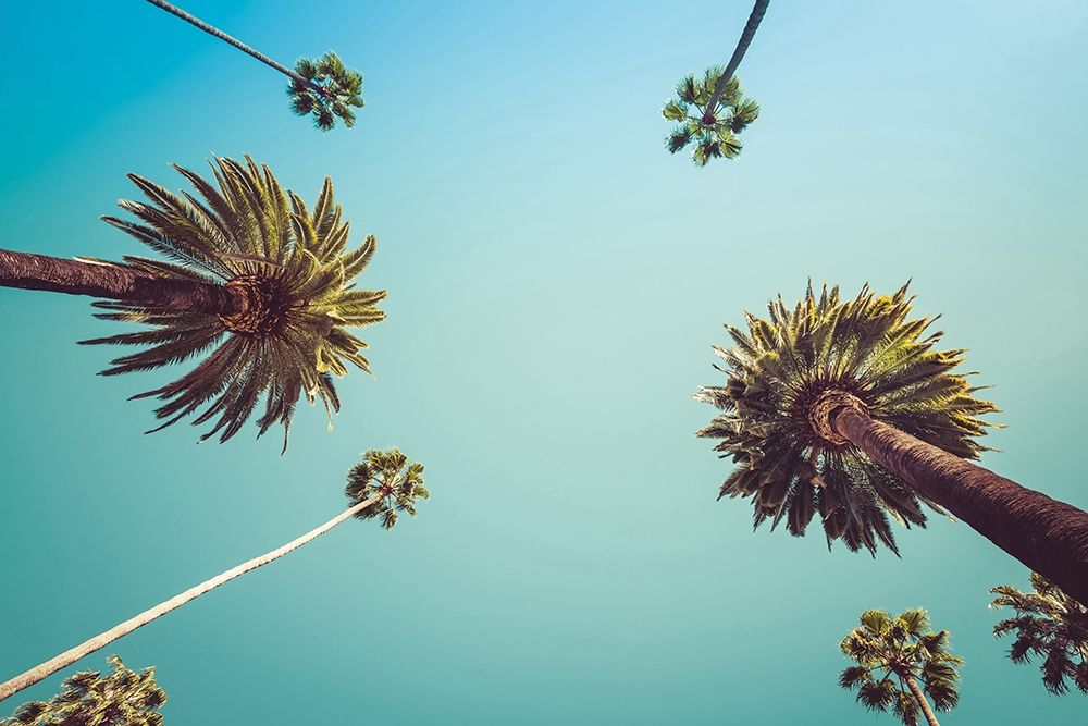 Palms art print by PhotoINC Studio for $57.95 CAD