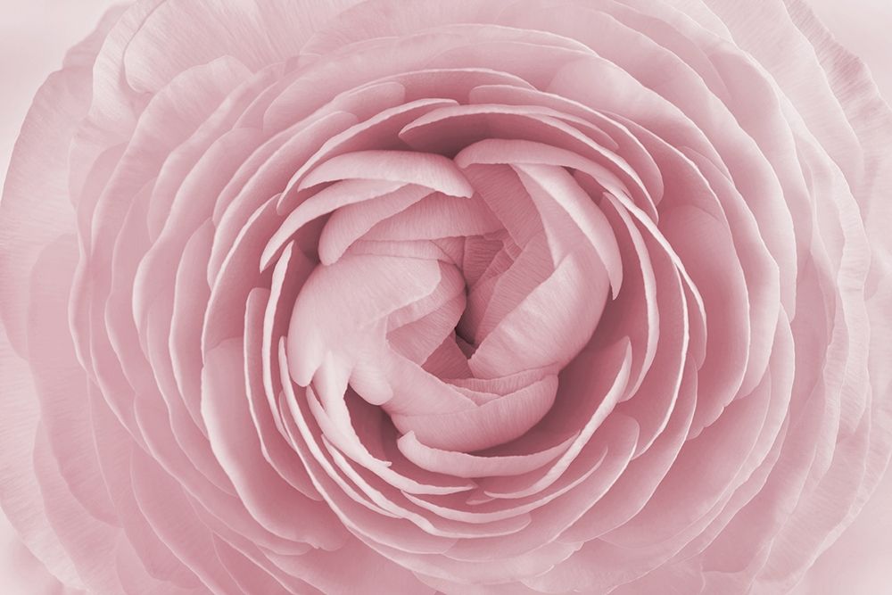 Rose art print by PhotoINC Studio for $57.95 CAD
