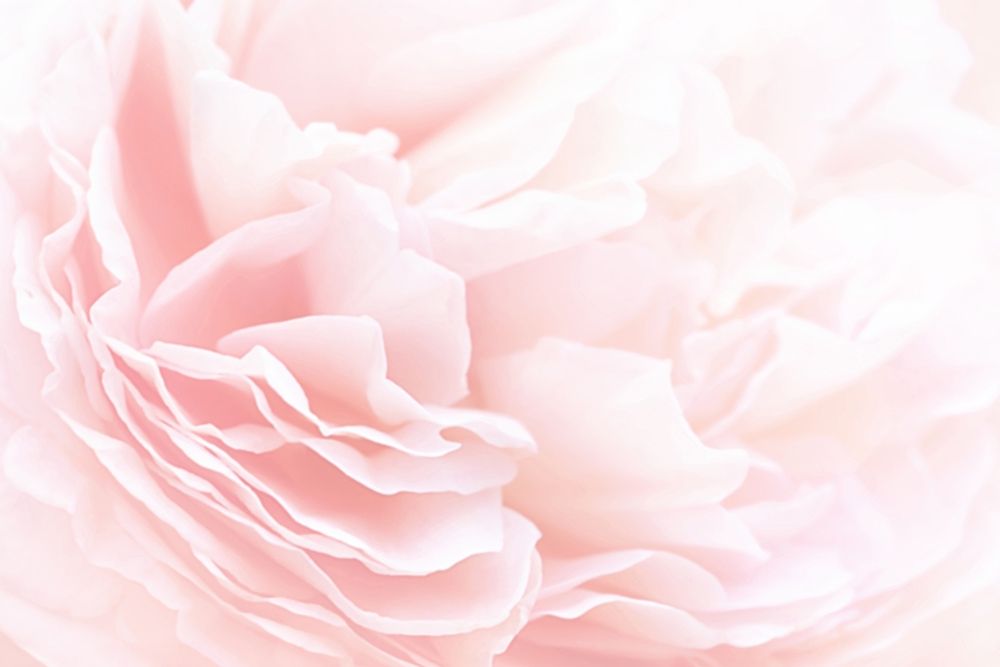 Rose 2 art print by PhotoINC Studio for $57.95 CAD