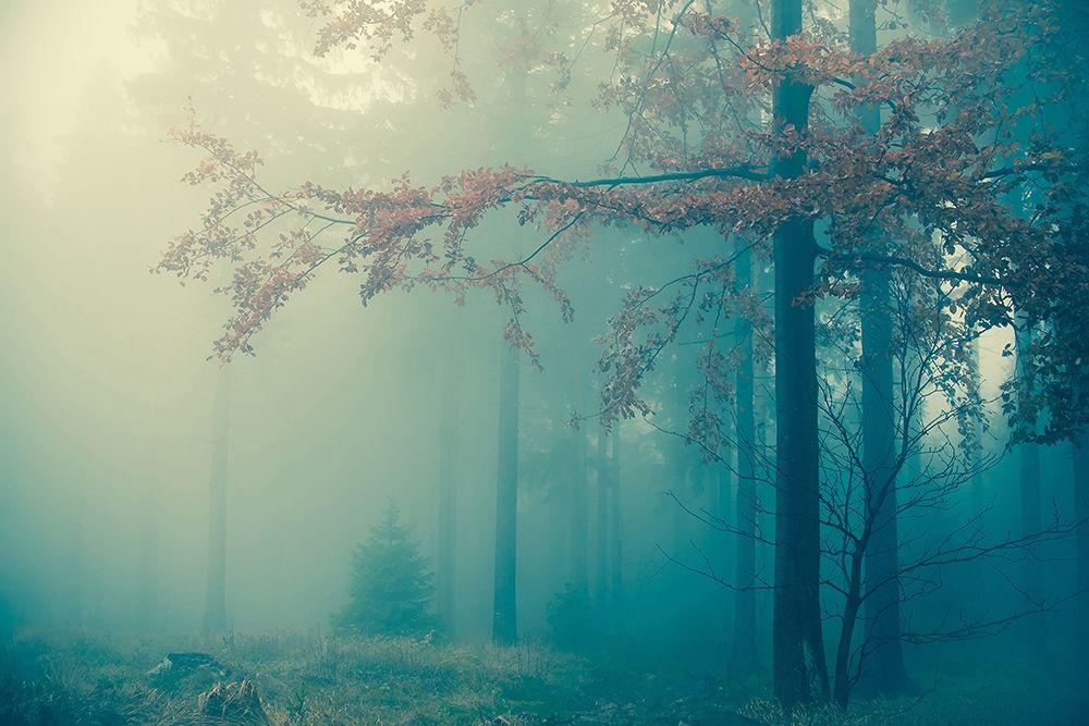 Woods art print by PhotoINC Studio for $57.95 CAD