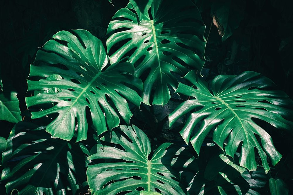 Tropical art print by PhotoINC Studio for $57.95 CAD
