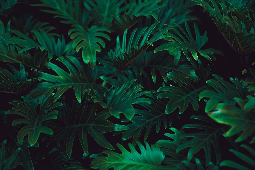 Tropical 2 art print by PhotoINC Studio for $57.95 CAD