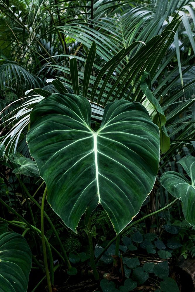 Tropical 3 art print by PhotoINC Studio for $57.95 CAD