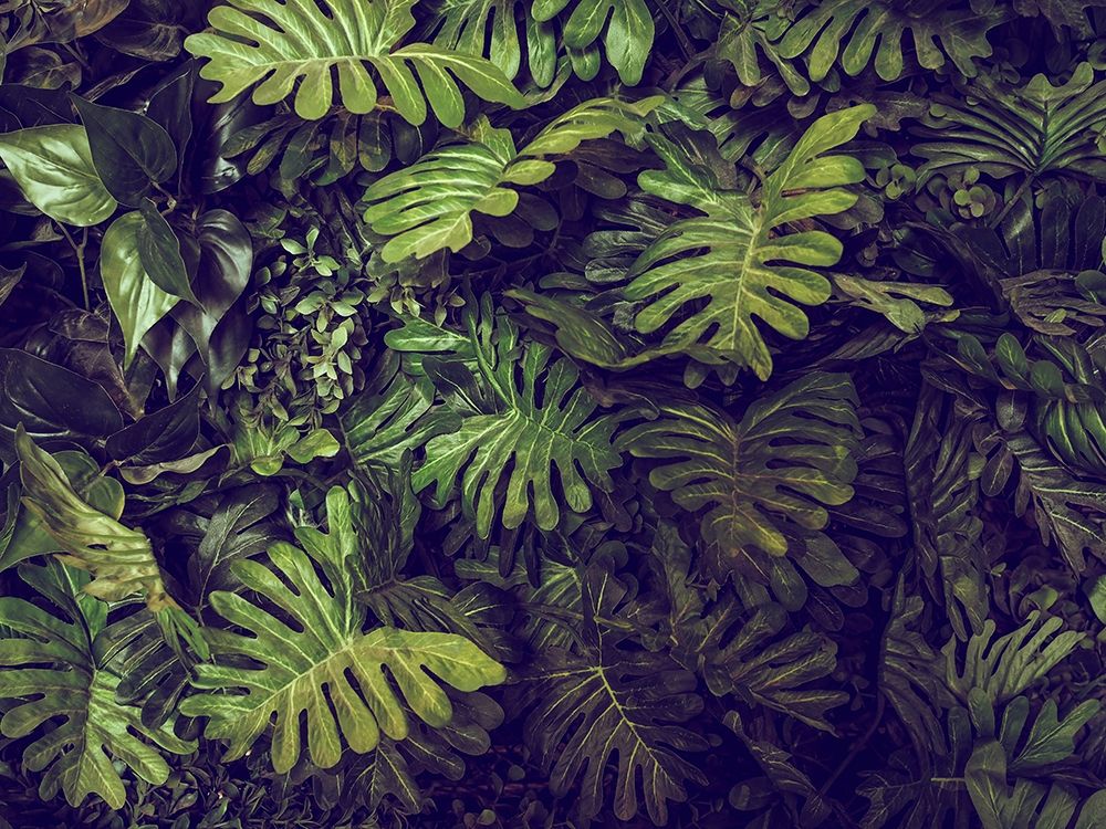 Tropical 4 art print by PhotoINC Studio for $57.95 CAD