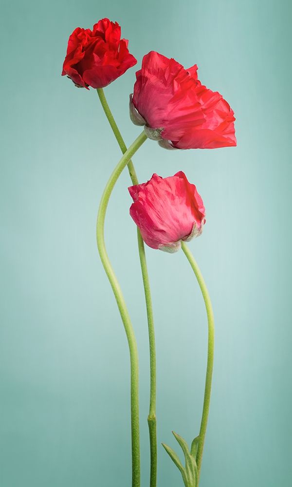 Blue poppy art print by PhotoINC Studio for $57.95 CAD