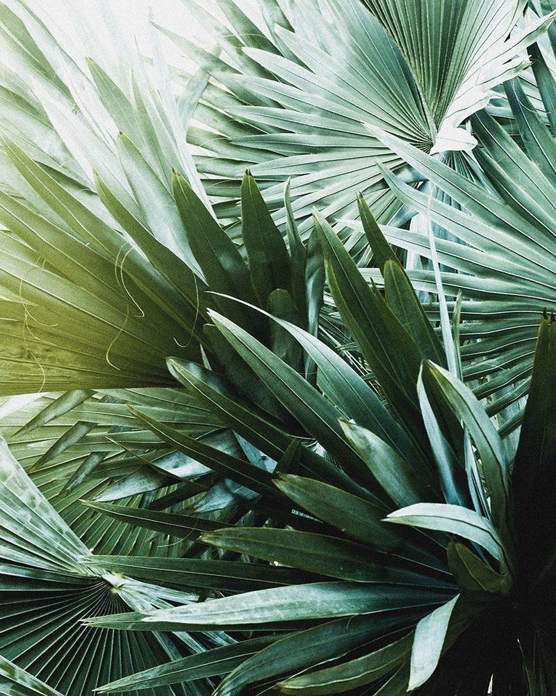 Leaf II art print by Incado for $57.95 CAD