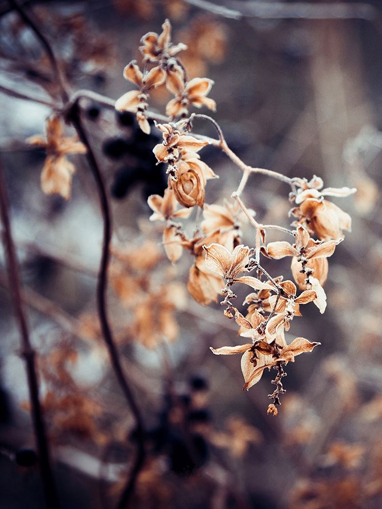 Autumn II art print by Incado for $57.95 CAD