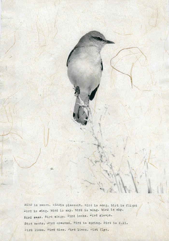 Bird is sweet art print by TypeLike for $57.95 CAD