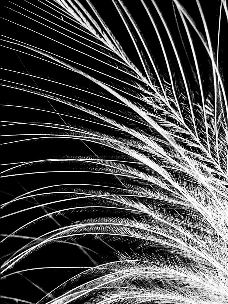 White Feather art print by Incado for $57.95 CAD