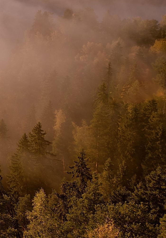 Autumn Forest art print by PhotoINC Studio for $57.95 CAD