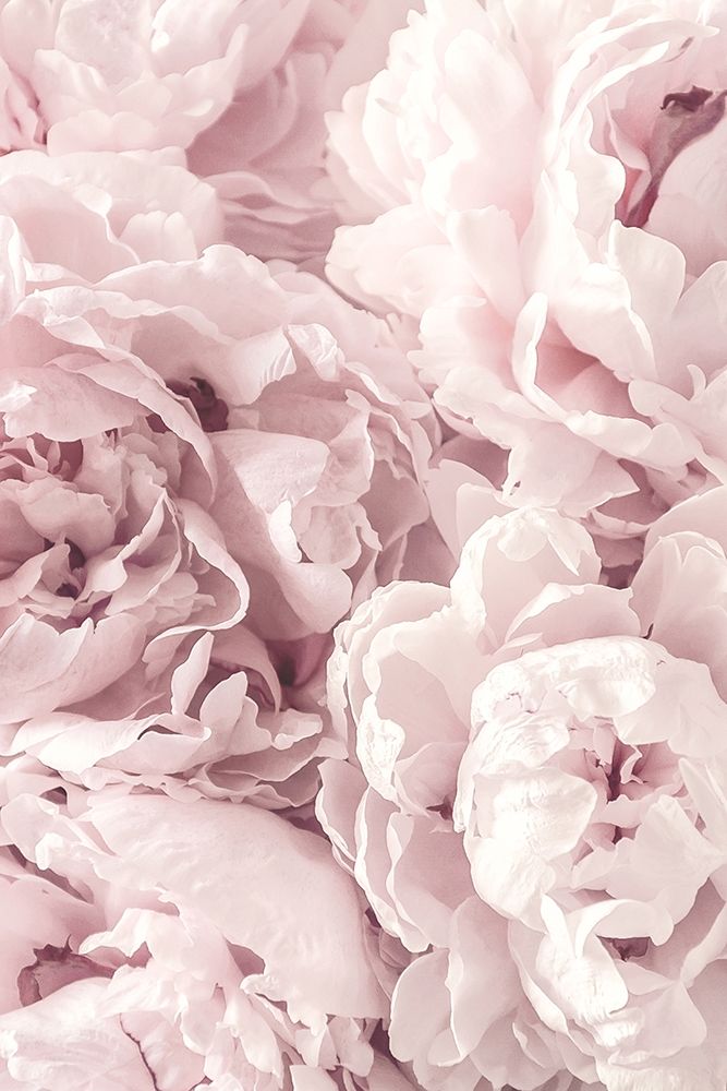 Peony art print by PhotoINC Studio for $57.95 CAD