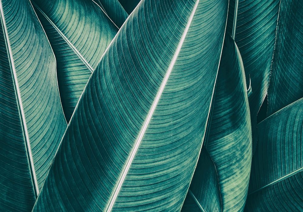 Banana art print by PhotoINC Studio for $57.95 CAD