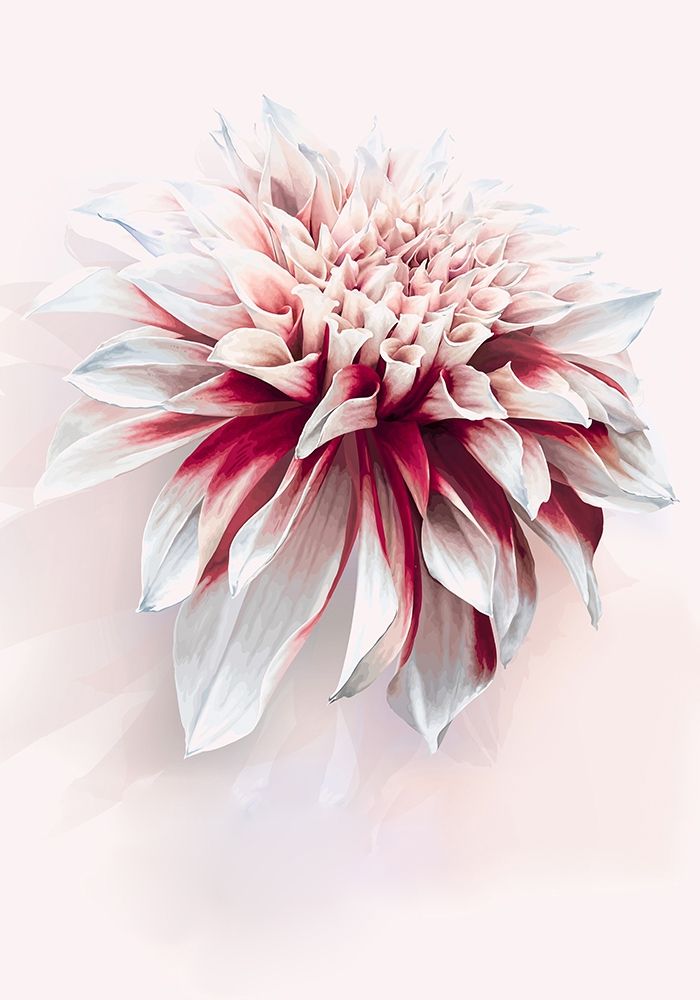 Water Dahlia art print by Incado for $57.95 CAD