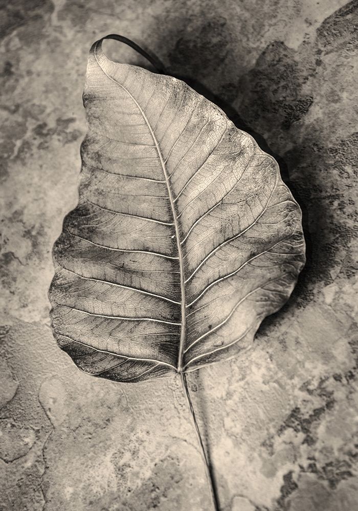 Dried Leaf art print by Incado for $57.95 CAD