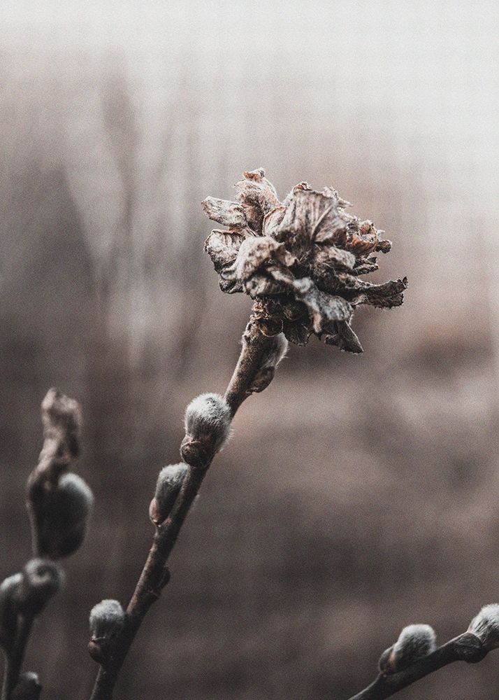 Spring art print by Incado for $57.95 CAD
