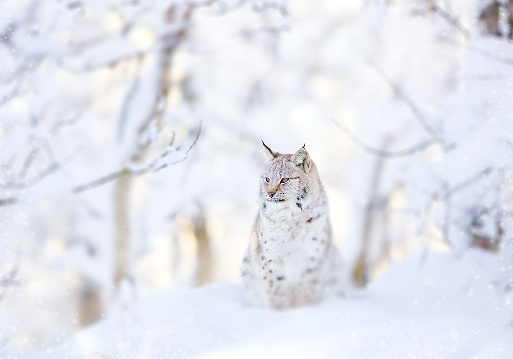 Snow lynx art print by PhotoINC Studio for $57.95 CAD