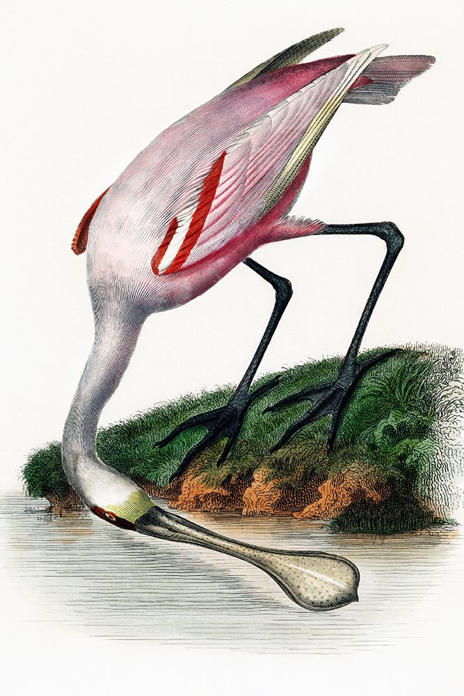 Spoonbill art print by Incado for $57.95 CAD