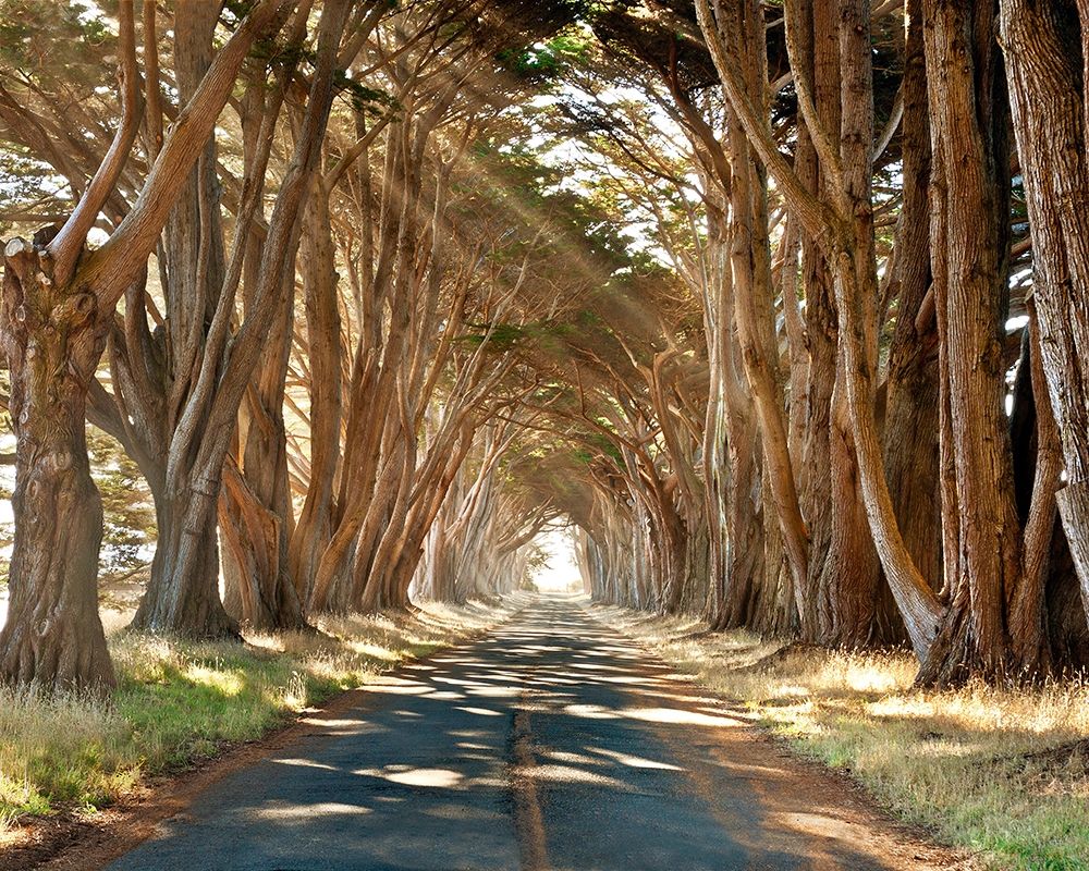 Cypresses art print by Alan Klug for $57.95 CAD