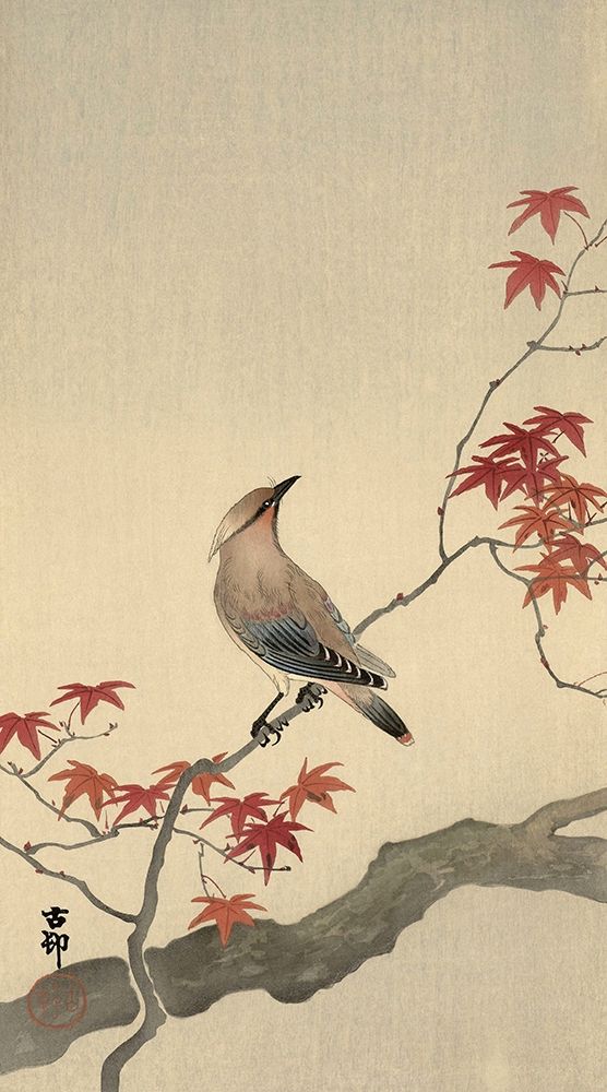 Japanese Waxwing on Maple, 1900-1936 art print by Ohara Koson for $57.95 CAD