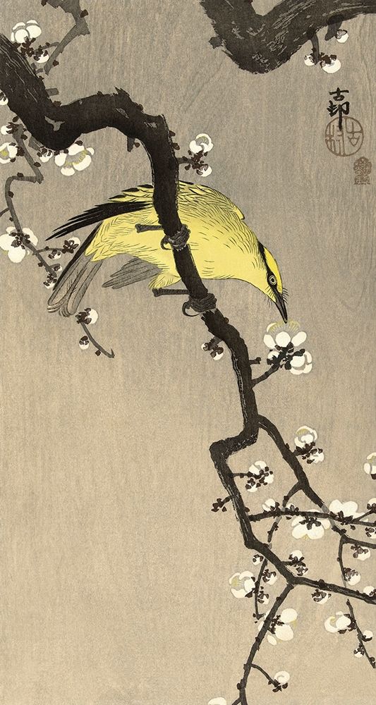 Chinese Wielewaal on Plum Blossom Branch, 1900-1910 art print by Ohara Koson for $57.95 CAD