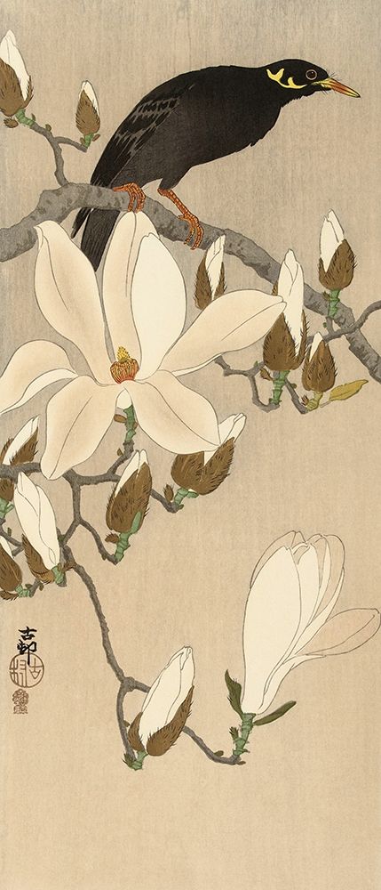Myna on Magnolia Branch, 1900-1910 art print by Ohara Koson for $57.95 CAD