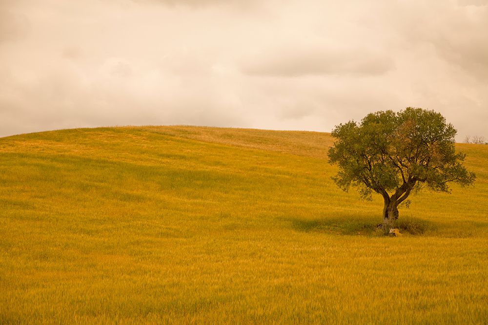 Field in Lower Tuscany art print by Caroyl La Barge for $57.95 CAD