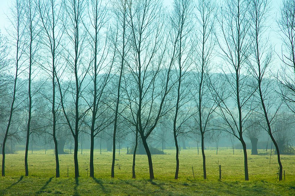 Fog In the Field, Normandy art print by Caroyl La Barge for $57.95 CAD