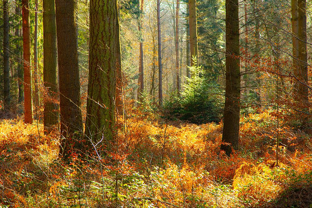 Normandy, Autumn art print by Caroyl La Barge for $57.95 CAD