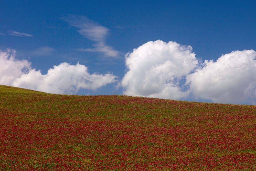Red Clover Field, Sicily art print by Caroyl La Barge for $57.95 CAD