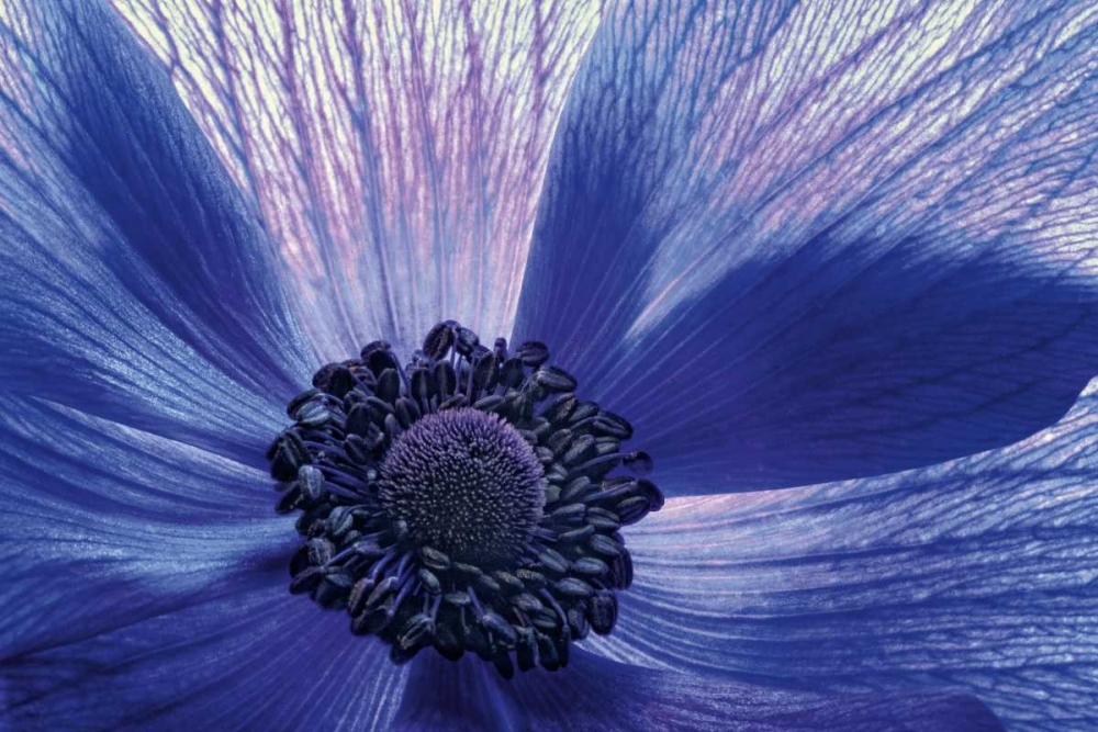 Windsong art print by Dawn LeBlanc for $57.95 CAD