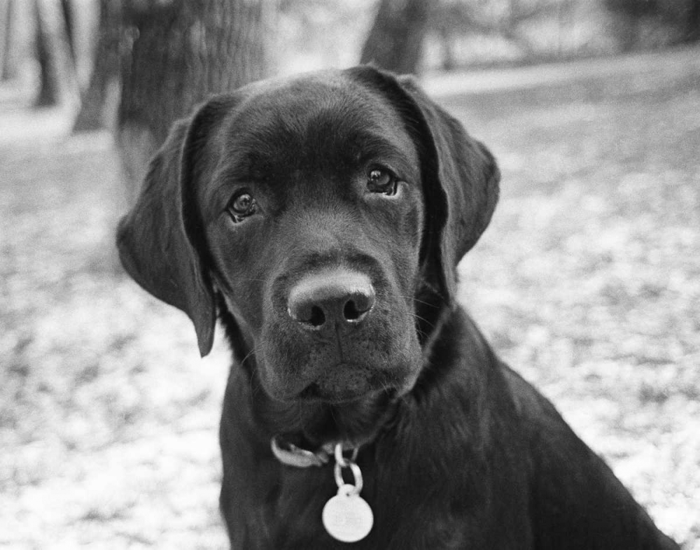 Zoey art print by Kim Levin for $57.95 CAD